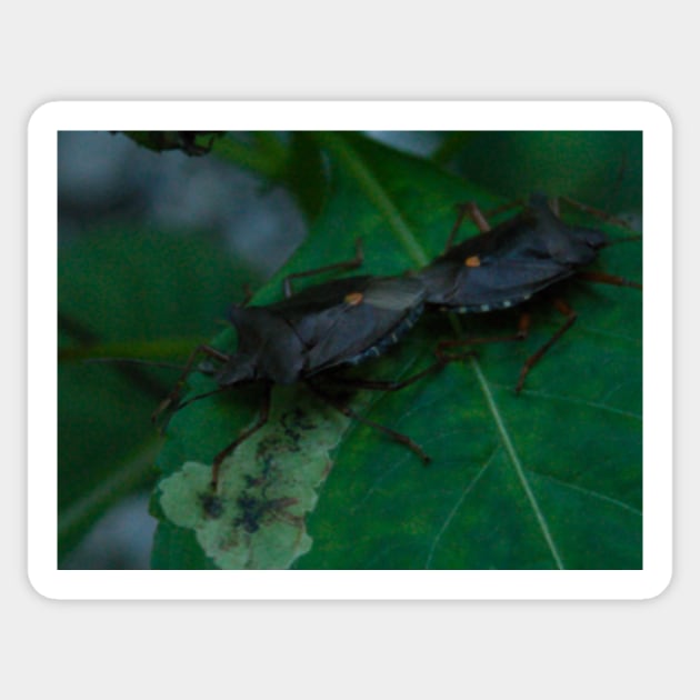 Leaf Bugs Couple When Backing Up Sticker by Pirino